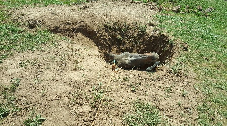 Definecilerin kazd��� �ukur at�n sonu oldu