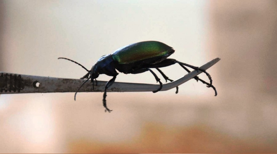 Karadeniz Ormanlar� 'terminat�r b�cek'le korunuyor