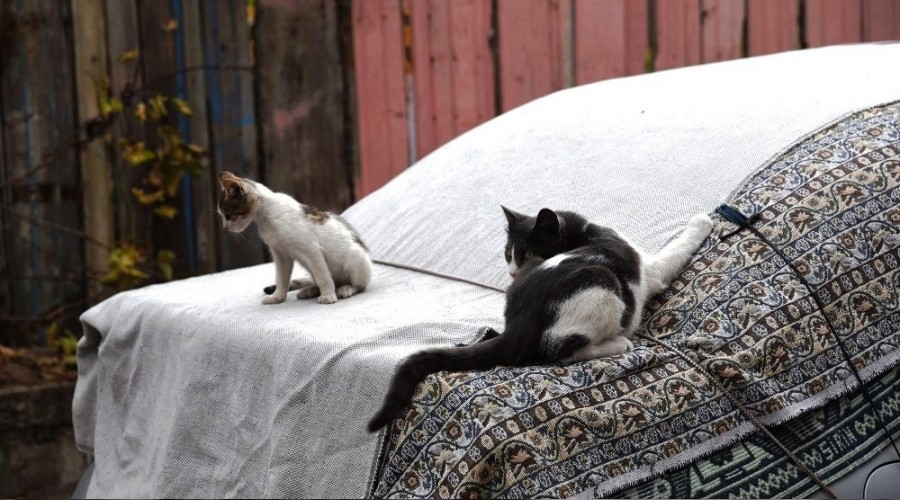 Dolu önlemi kedilere yaradı
