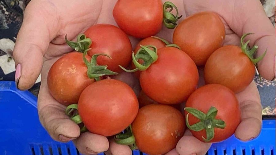 Domates fiyatı yıllık yüzde 200 arttı