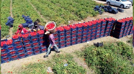 Domates tarlada 60 kuruşa düştü