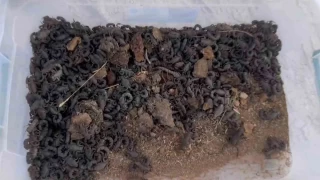 Durdurulan araçtan 270 adet akrep çıktı