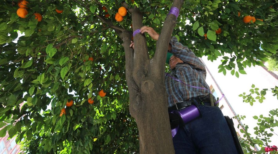 Efeler'de turunç ağaçlarına limon aşılanıyor