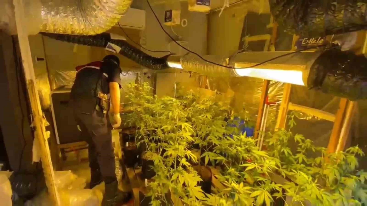 Evini kenevir tarlas�na �evirmi�