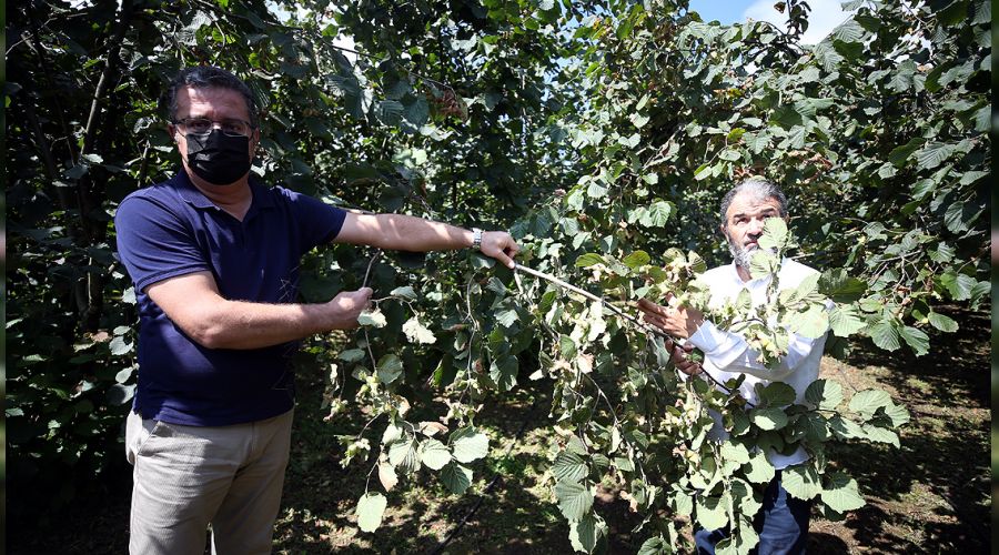  F�nd�k bah�esini yenileyen kazan�yor