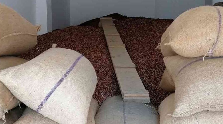 Fındık fiyatı haftayı 24,50 TL'den kapatıyor
