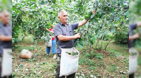 Fındık işçisinin yevmiyesi asgari 85 lira