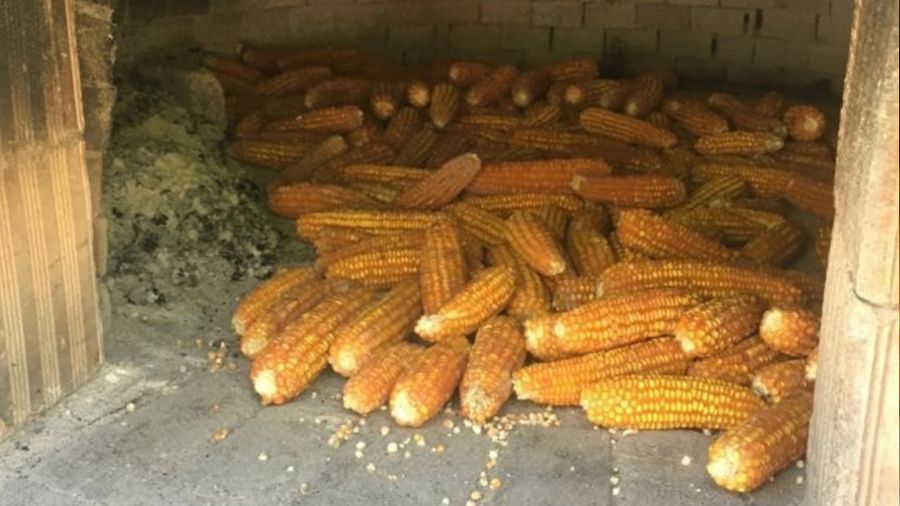 Giresun �l Tar�m ve Orman M�d�rl���nden m�s�r unu tavsiyesi