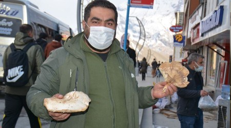 Hakkari'de yılın ilk mantarı piyasaya çıktı