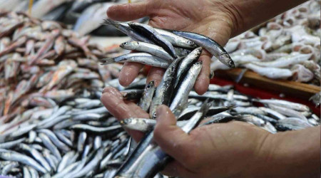 Hamsi bolluğu Samsun'daki fiyatlara yansımadı