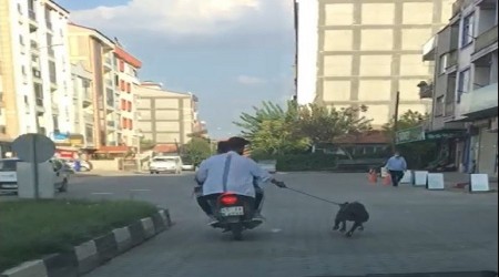 Hangisi hayvan?