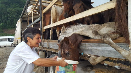 Hasta atları ölüme terk edip kaçtı