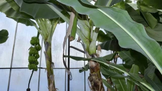 Hrszlar muz ve avokado hasad yapt