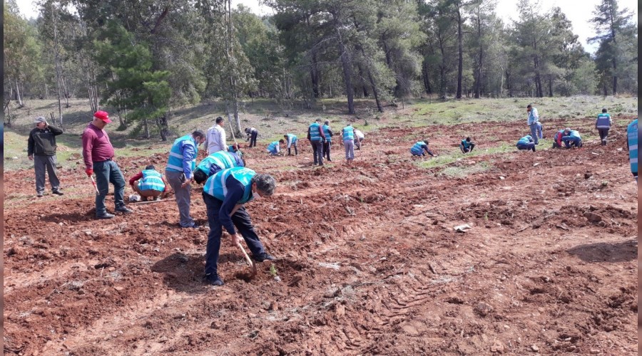 Hükümlülerin de dikili ağacı var