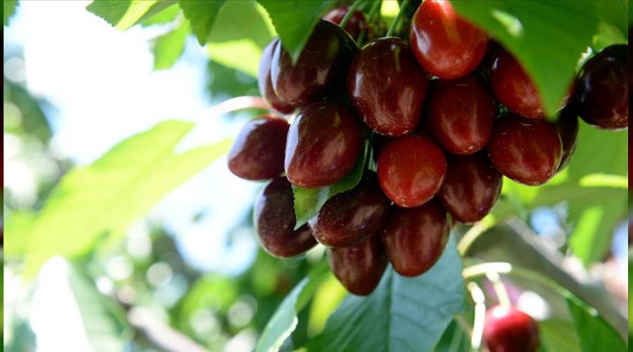 �lk kiraz�n ��kaca�� tarih netle�ti