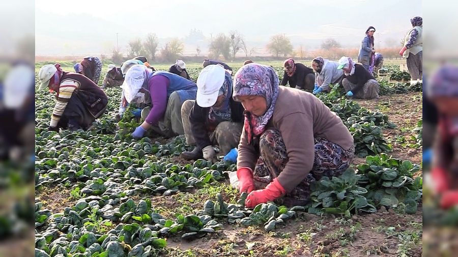Ispanak tarlada 7, markette 25 TL