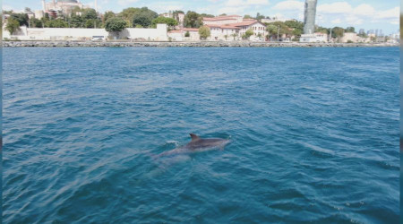 İstanbul Boğazı'nda sevimli misafirler