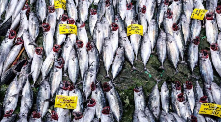 İstanbul'da tezgahlarda palamut bolluğu