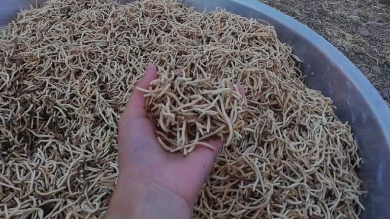 Kad�nlar imece usul� eri�te kesiyor