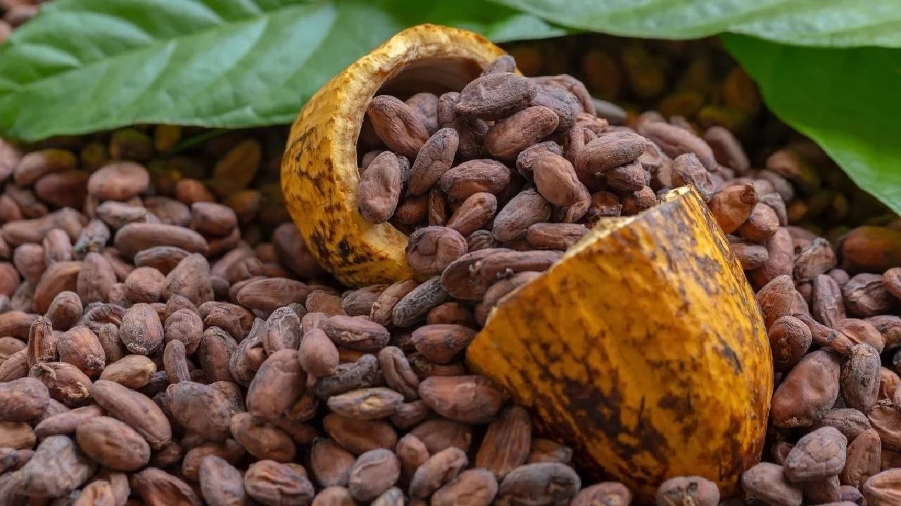 Kakao fiyatlar dte