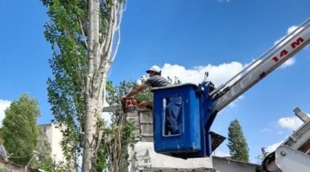 Kars'ta polen üreten ağaçlar kesiliyor