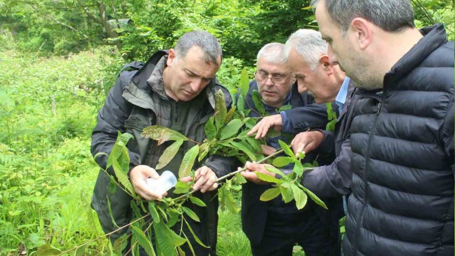 Kastamonu'da katil arılara karşı mücadele sürüyor