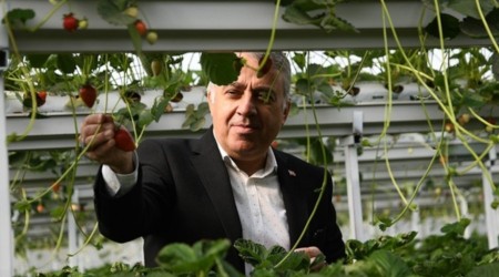 Kayseri Çilek Üretiminde zirveyi hedefliyor