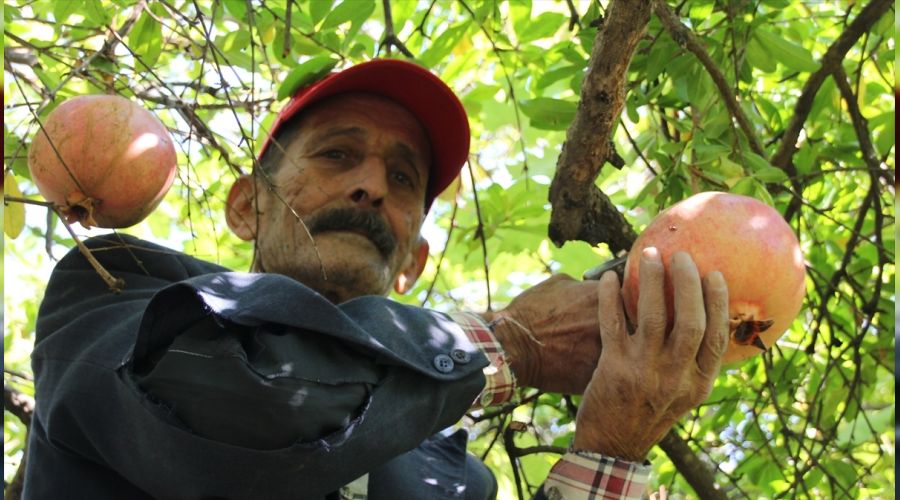 Keben narının tanesi 1.5 kilo!