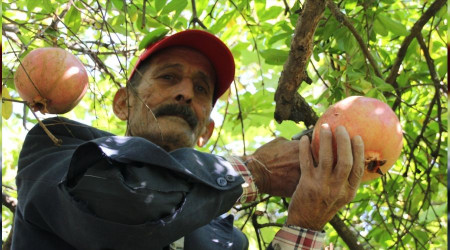 Keben narının tanesi 1.5 kilo!