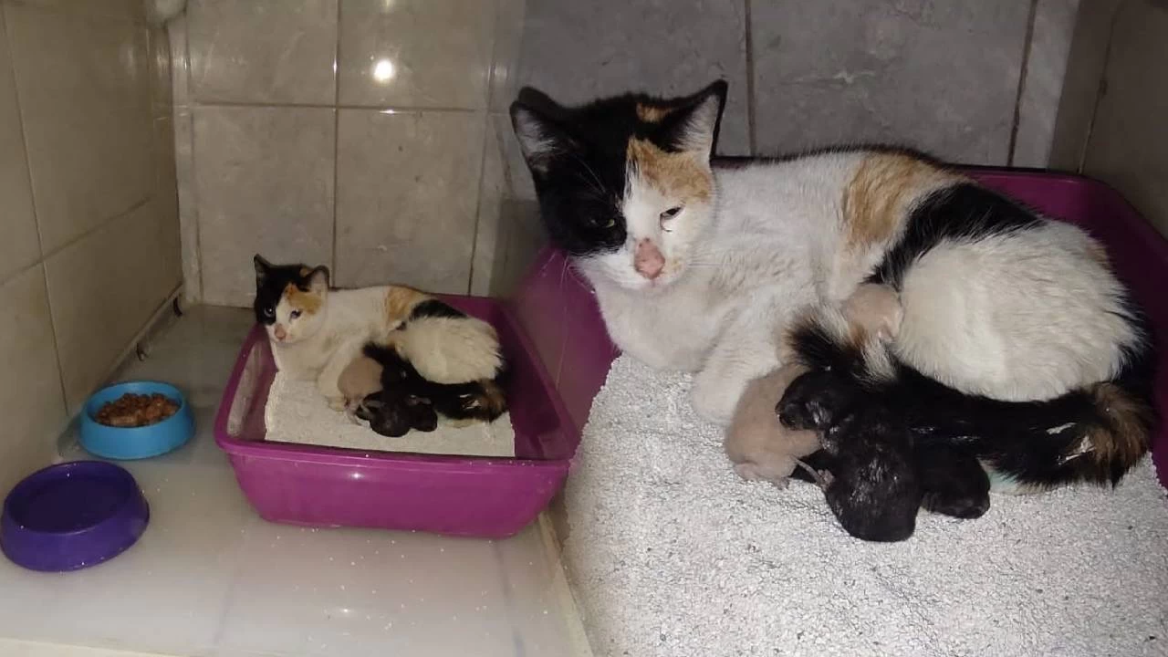 Kedi, İnegöl Devlet Hastanesi'nde doğum yaptı
