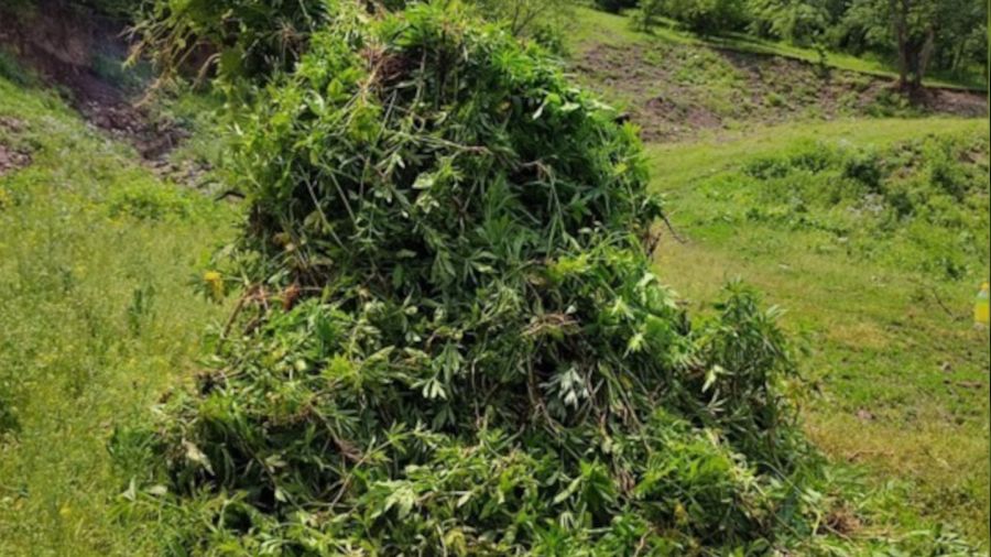 Kendiliğinden yetişen 5 bin 340 kök kenevir bitkisi imha edildi