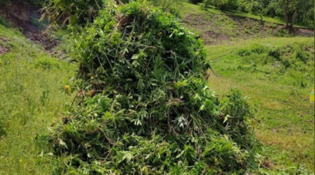 Kendiliğinden yetişen 5 bin 340 kök kenevir bitkisi imha edildi