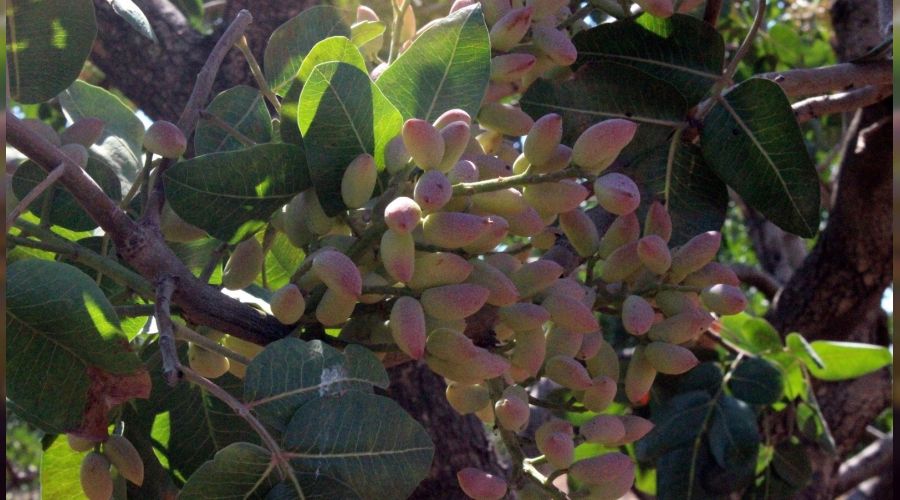 Kilis'te f�st�k hasad� ba�lad�