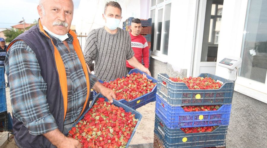 Konya'da reticiler corafi tescilli ilein alm fiyatnn dmesine tepkili