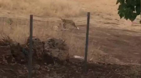Köpek ile tilkinin kıskandıran dostluğu