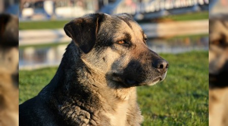 Köpekler ayılardan korkar mı