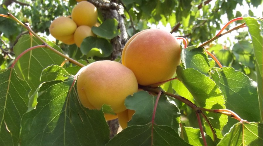 Kuru kay�s� rekoltesi 85 bin ton