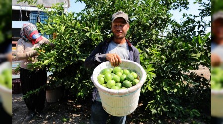 Limon hasadı başladı