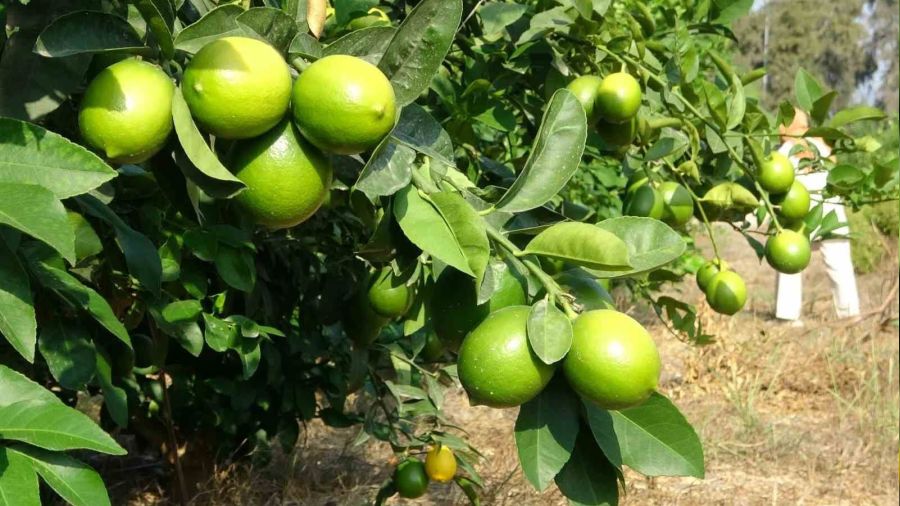 Limonun başkentinde 'hasat' dönemi