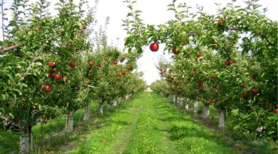 Mahkemeden sat�l�k nektarin bah�esi 