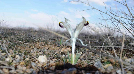 Malatya'da Nevruz Çiçekleri açtı