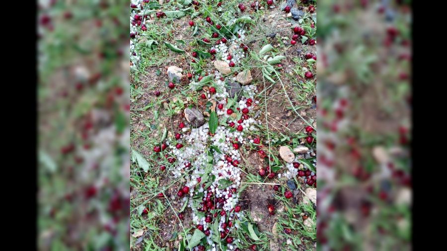 Malatya’da sağanak ve dolu meyvelere zarar verdi