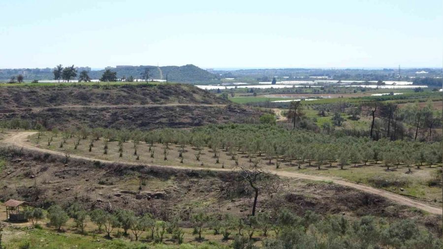 Manavgat'ta yanan ormanların yüzde 70'i ağaçlandırıldı