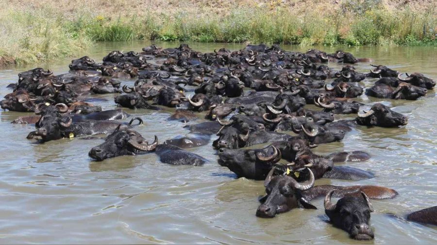 Mandalar�n hali Afrika belgesellerini aratmad�