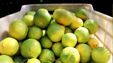 Mandalina çiftçinin yüzünü güldürüyor