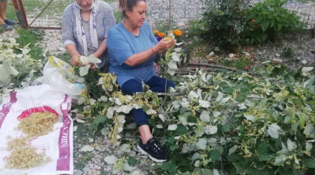 Manyas'ta ıhlamur hasadı başladı