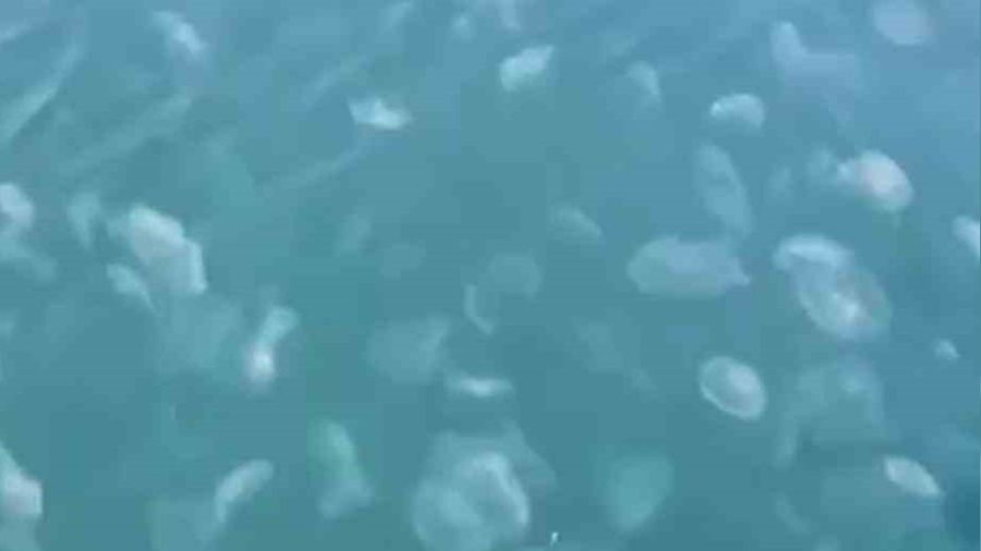 Marmara'nın güney kıyılarını denizanası istila etti