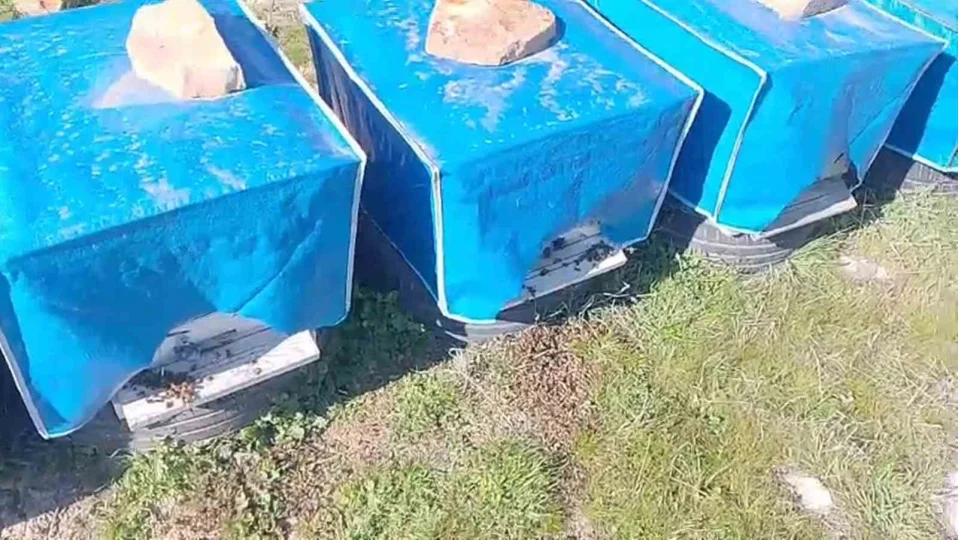 Mersin'de zamans�z zirai ila�lama ar�lar�n �l�m�ne sebep oldu