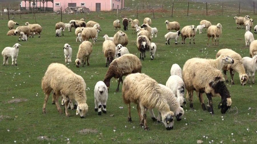 Mu Ovas kuzular ile enlendi