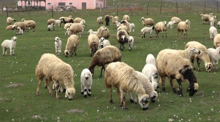 Mu Ovas kuzular ile enlendi